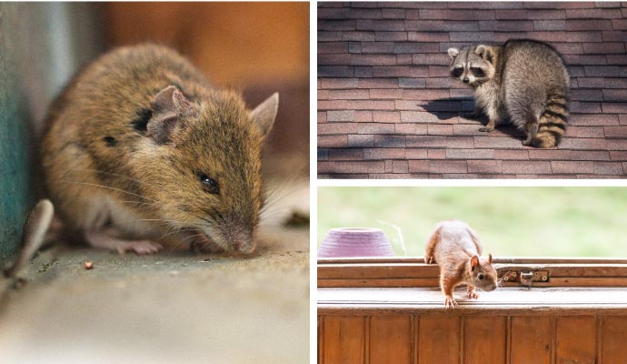 Collage of mice, raccoon, and squirrel