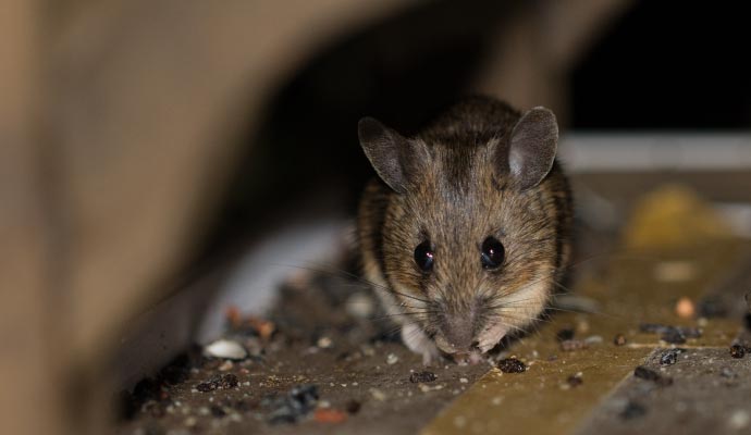Mice inside house