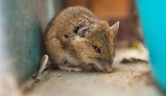 Animal Waste Cleanup in Huntsville & Albertville