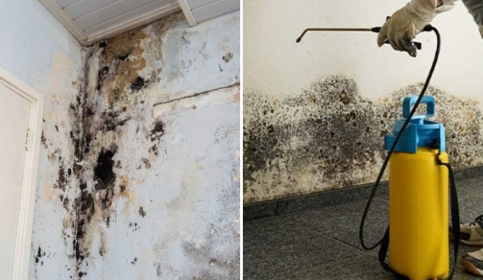 Collage of mold damaged wall and mold remediation service Collage of mold damaged wall and mold remediation service