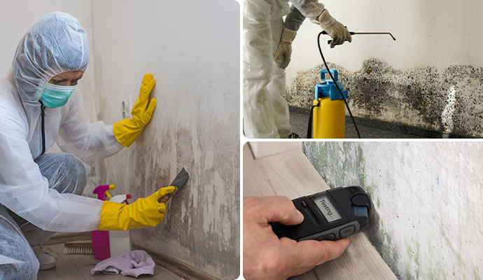 Collage of mold removal, decontamination, and mold testing services