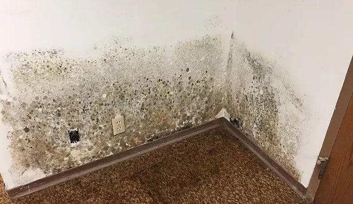 Severe black mold growth on interior drywall