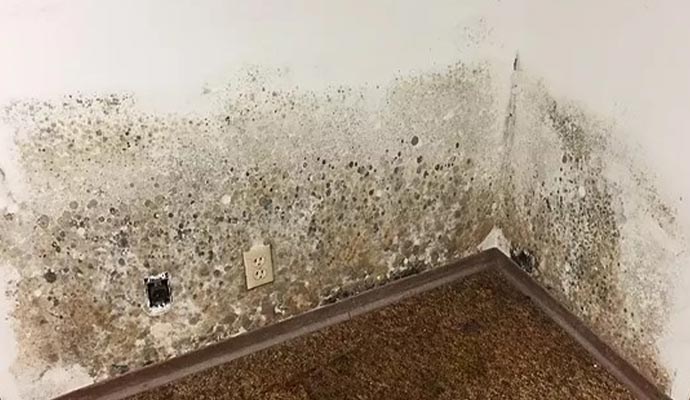 Visible black mold on the corner of the wall
