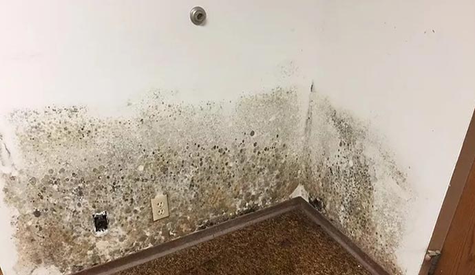 Mold Remediation Services in Huntsville & Albertville