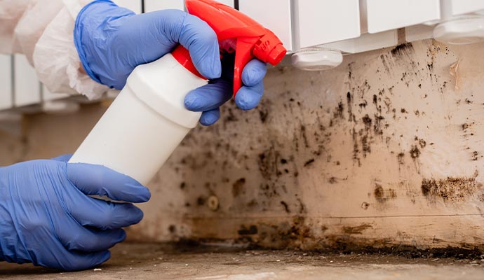 Mold decontamination service