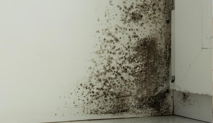 Mold growth on room corner