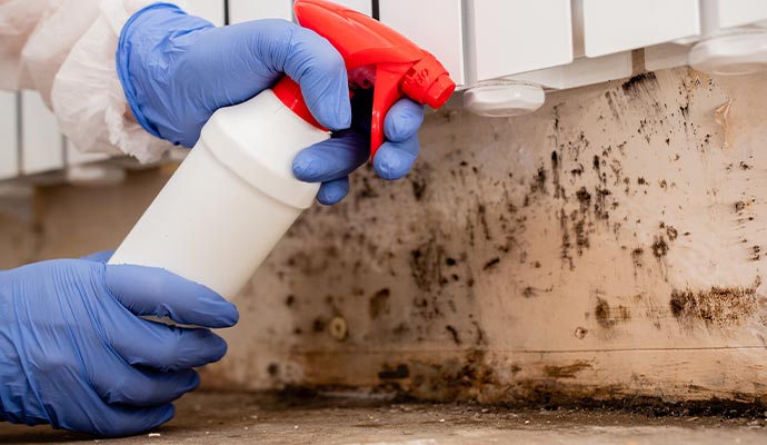 Cleaning mold from wall with spray