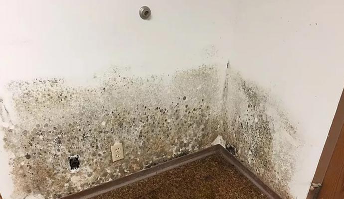 Mold damaged wall due to water pipe leakage