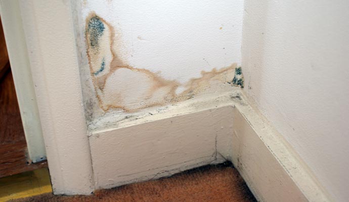 Mold damaged wall